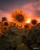 The beauty of nature is a gentle reminder that the world is full of wonders, waiting to be discovered and cherished."